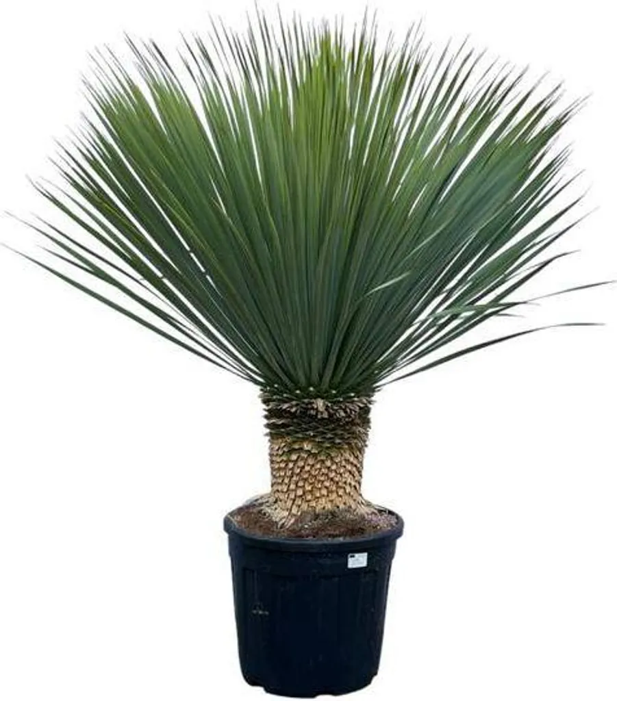 Plante d'Intérieur Yucca Rostrata 140 cm - Arbuste Exotique Résistant