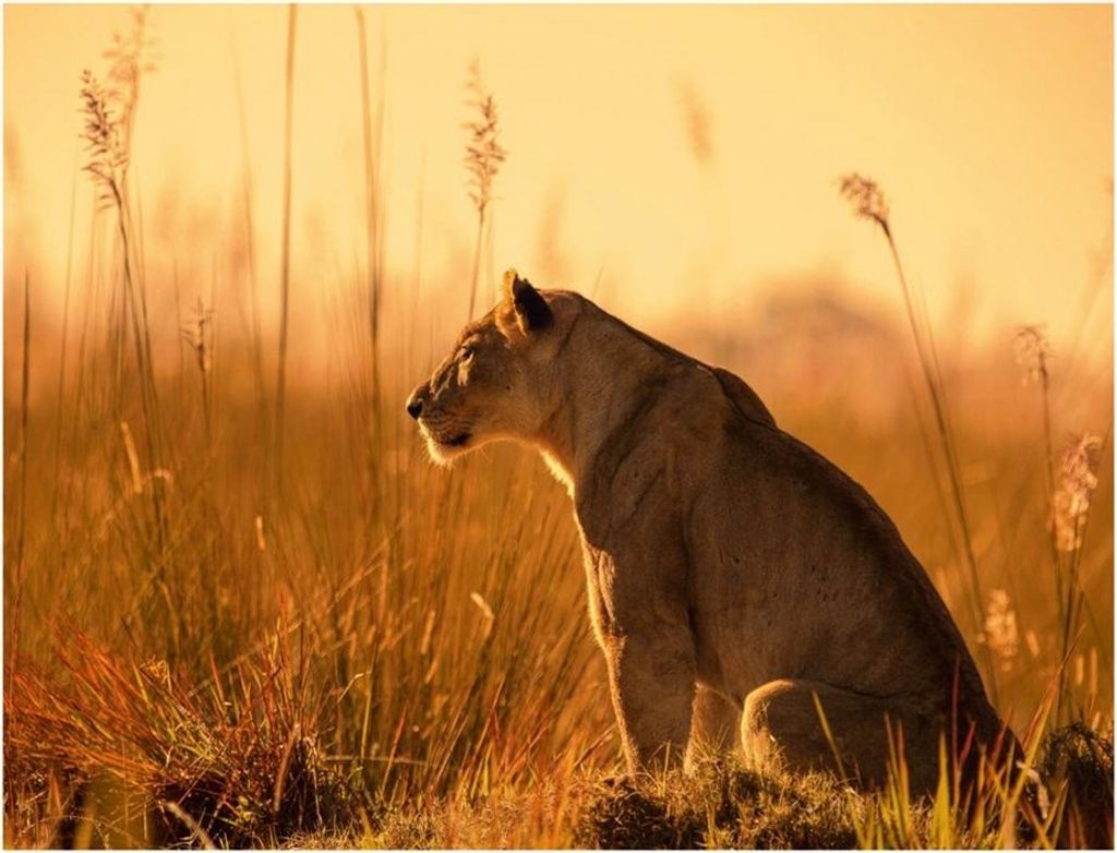 Mario Moreno - bedruckt "Sunset Stalking" PM12181 (40 cm x 50 cm) (Gold/Braun)