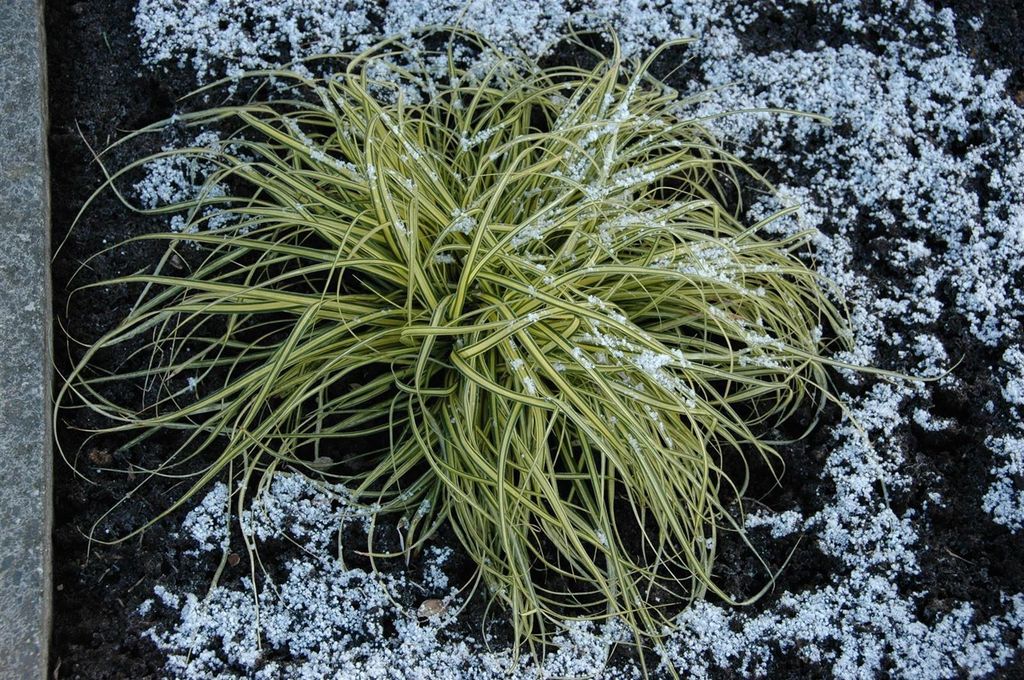 Carex morrowii 'Aureovariegata', Japan-Segge, gelb-grün, ca. 9x9 cm Topf