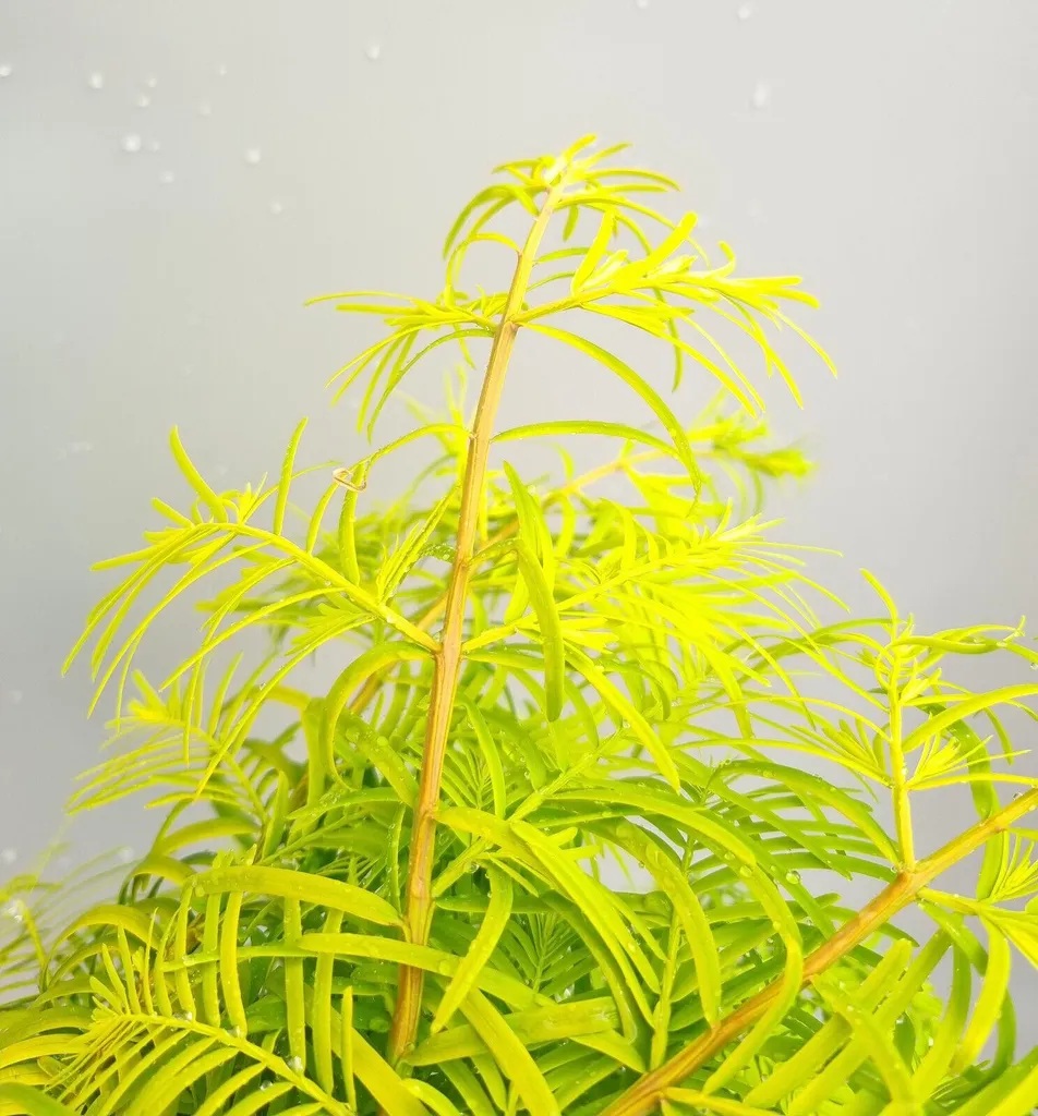 Metasequoia glyptostroboides Gold Rush - Séquoia de Chine 40-60 cm