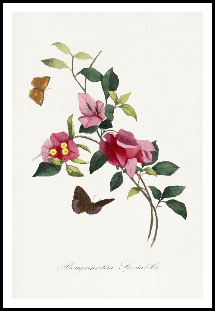 Plakat 61x91,5cm Bougainvillea, Paul Gervais Vintage für das Wohnzimmer
