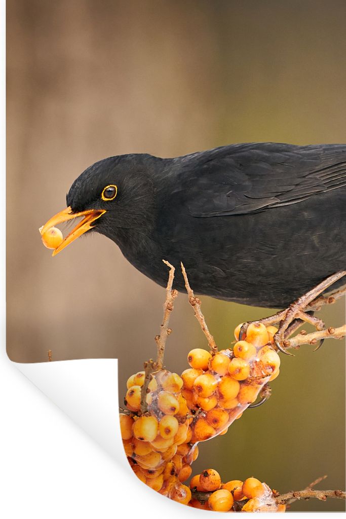 MuchoWow Wandtattoo Wandsticker Wandaufkleber Vogel - Amsel - Winter - Eis - Beere 20x30 cm Selbstklebend und Repositionierbar - Sticker - Dekorf...