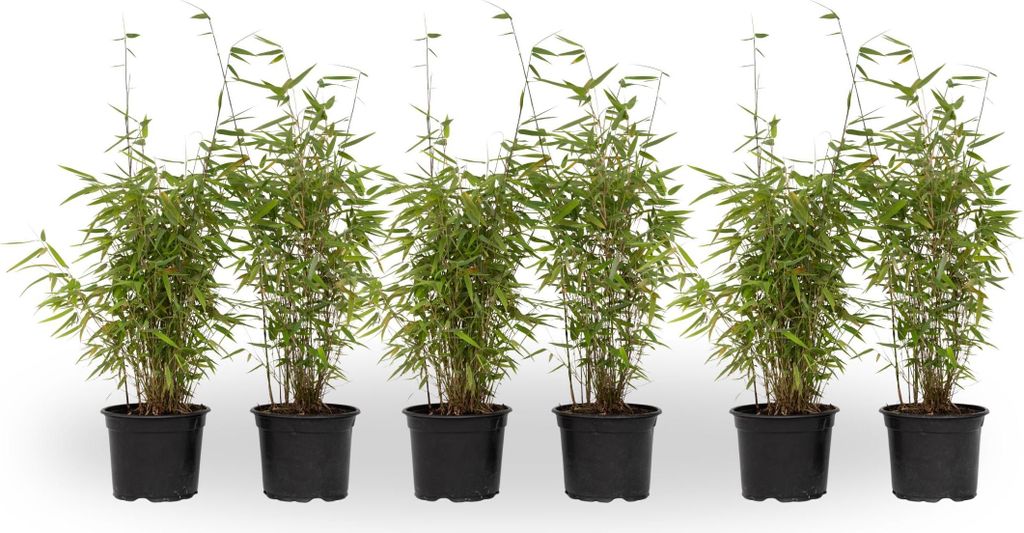 Six potted bamboo plants are arranged in a row against a white background.