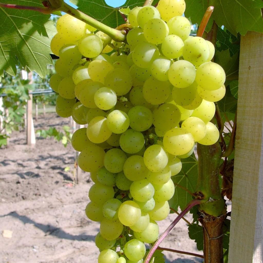Millennium Weinrebe helle Traube im 3,5 Liter Topf Produktbild 