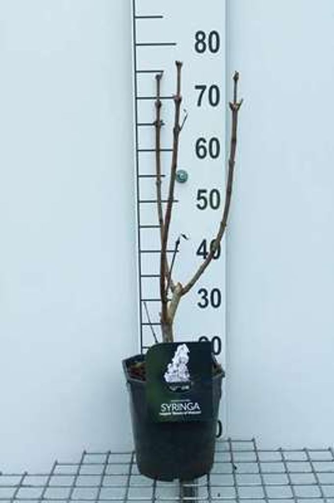 Syringa vulg. 'Beauty of Moscow' - Flieder 50- 60 cm - Container