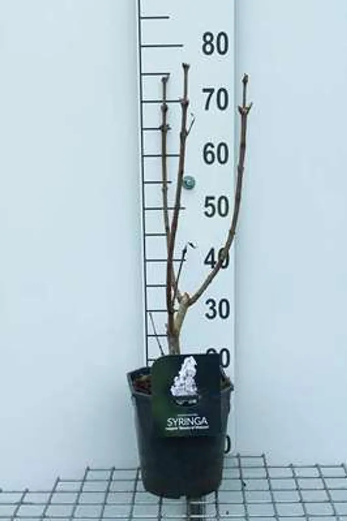 Lilas blanc pour haie fleurie et jardin romantique, hauteur 60 cm