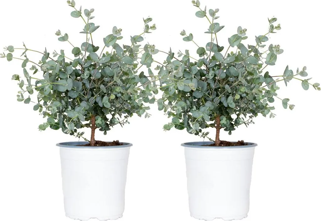 Eucalyptus gunnii Robuste et Résistant au Gel pour Jardin - Lot de 2