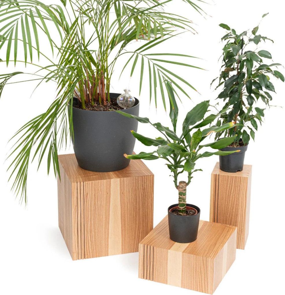 Pflanzenständer Würfel Holz 3er Set – Podeste aus Birken-Sperrholz mit Echtholzfurnier – Belastbar bis 50kg – Dekowürfel & Podest in 5 Hol...