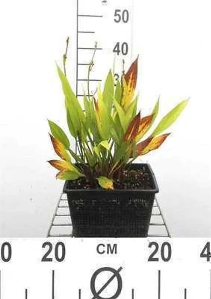Alisma lanceolatum lot de 6 godets 9cm - Plante de rive à fleurs