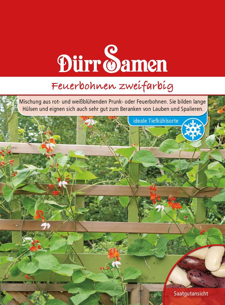 Dürr-Samen - Feuerbohnen Zweifarbig - Saatgut - 0355 Produktbild 