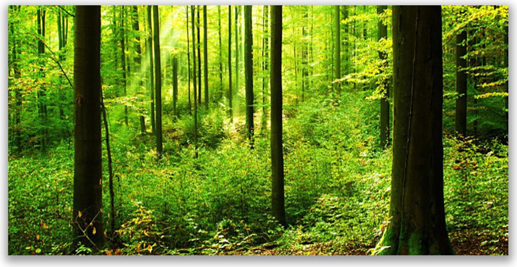 Küchenrückwand aus Glas 140x70cm Spritzschutz Wald Natur