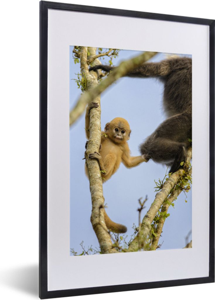 MuchoWow® MuchoWow® Gerahmtes Poster Junger Affe schaut in Produktbild 