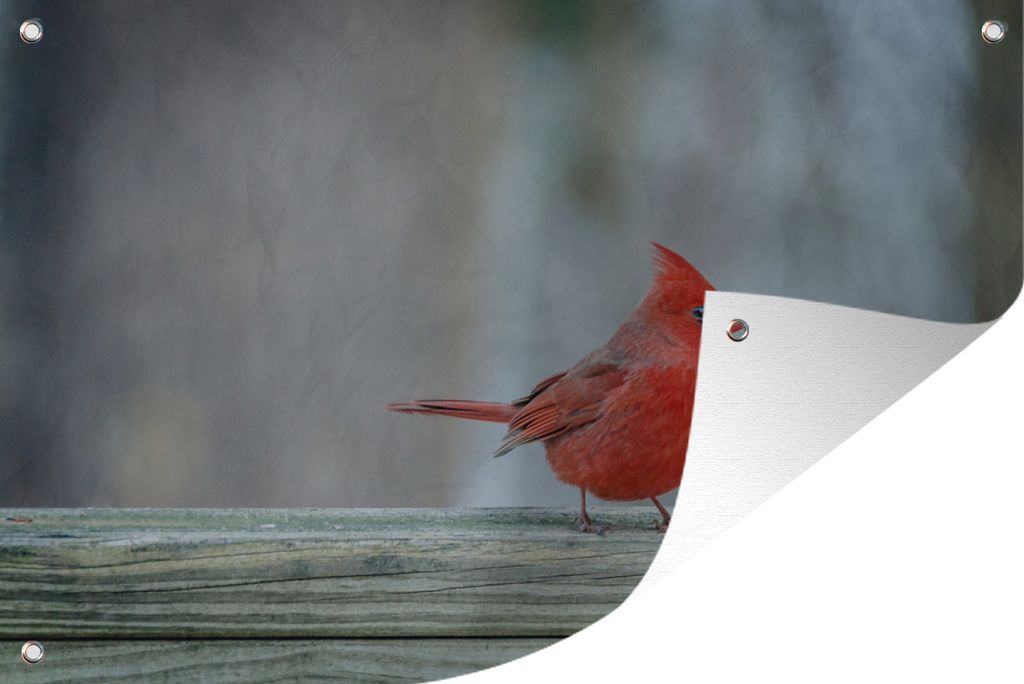 MuchoWow 60x40 cm Outdoor-Poster Gartendeko Sichtschutz Garten Poster für den Garten Ein roter Kardinal sitzt auf einem Geländer