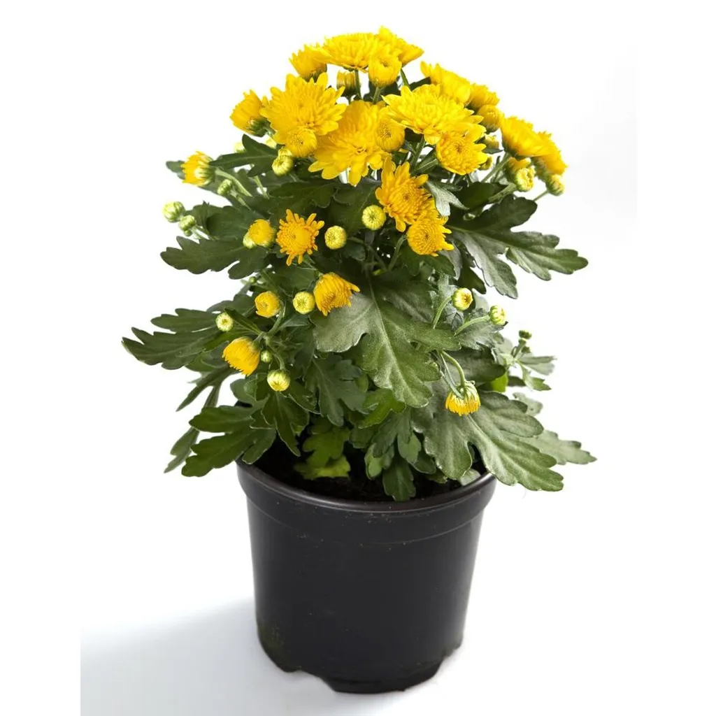 Plantes Artificielles Haut de Gamme : Lot de 56 Fleurs Chrysanthèmes Set