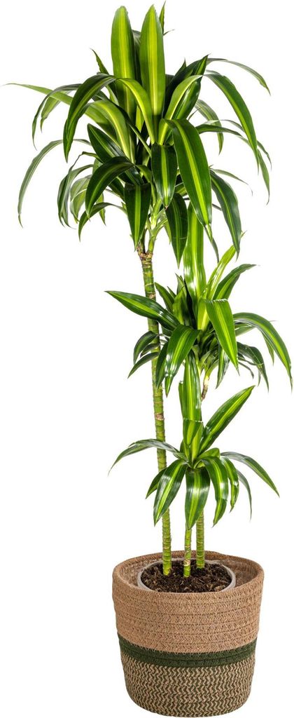 Dracaena Deremensis Hawaiian Sunshine mit Korb – Höhe 130–150cm – Ø24cm – Tropische Zimmerpflanze mit zweifarbigem Laub – Pflegeleicht ...