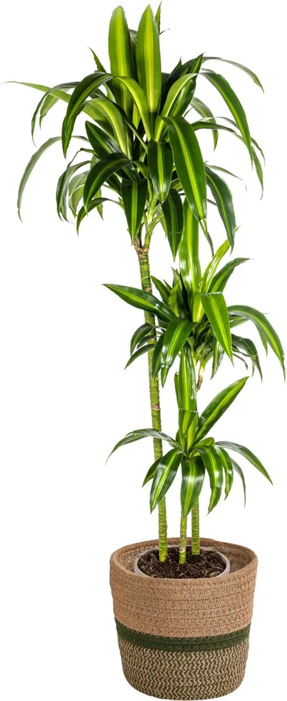 Dracaena Deremensis Hawaiian Sunshine 130-150cm avec Panier Tressé