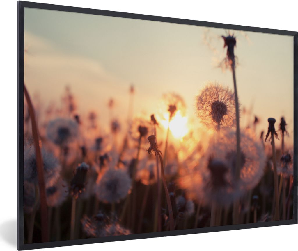 MuchoWow MuchoWow Gerahmtes Poster Löwenzahn - Sonnenuntergang - Frühling 30x20 cm - Poster mit zchwarzem Bilderrahmen - Kunstdruck - Bild-Po...