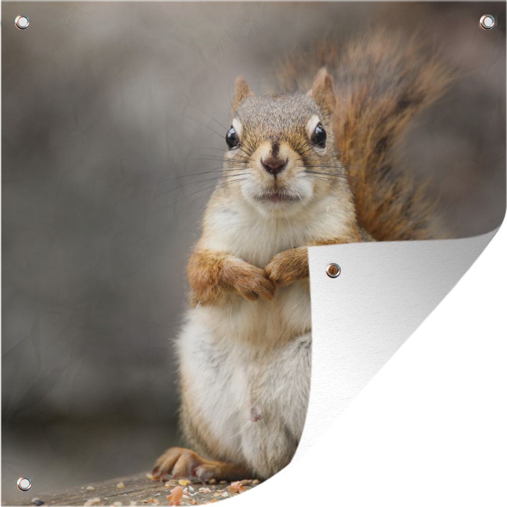MuchoWow 50x50 cm Outdoor-Poster Gartendeko Sichtschutz Garten Poster für den Garten Nahaufnahme eines Eichhörnchens