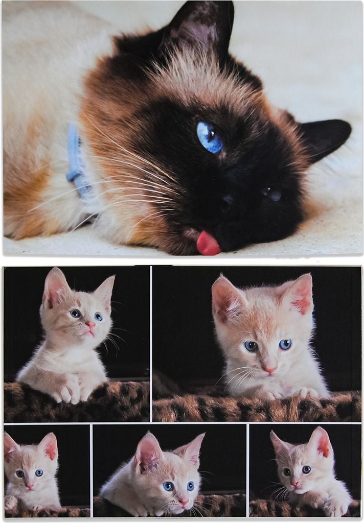 Schreibtischunterlage / Größe: DIN A2 / "Katzen" Produktbild 