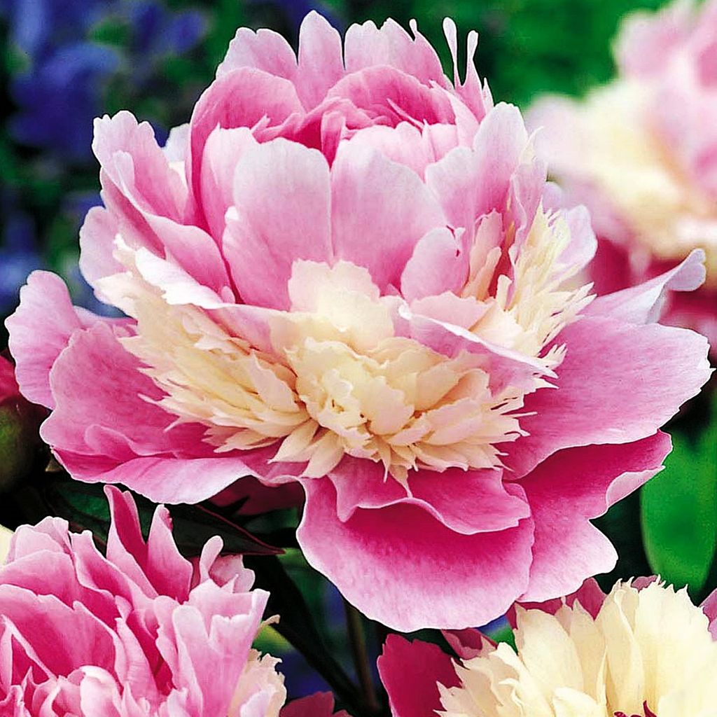 Paeonia Piwonia sadzonka Sorbet 1 szt Piwonie sadzonki Zdjęcie produktu 