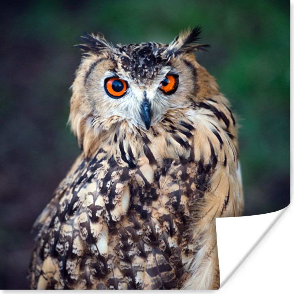 MuchoWow Poster Eule 30x30 cm - Wandposter - Printing