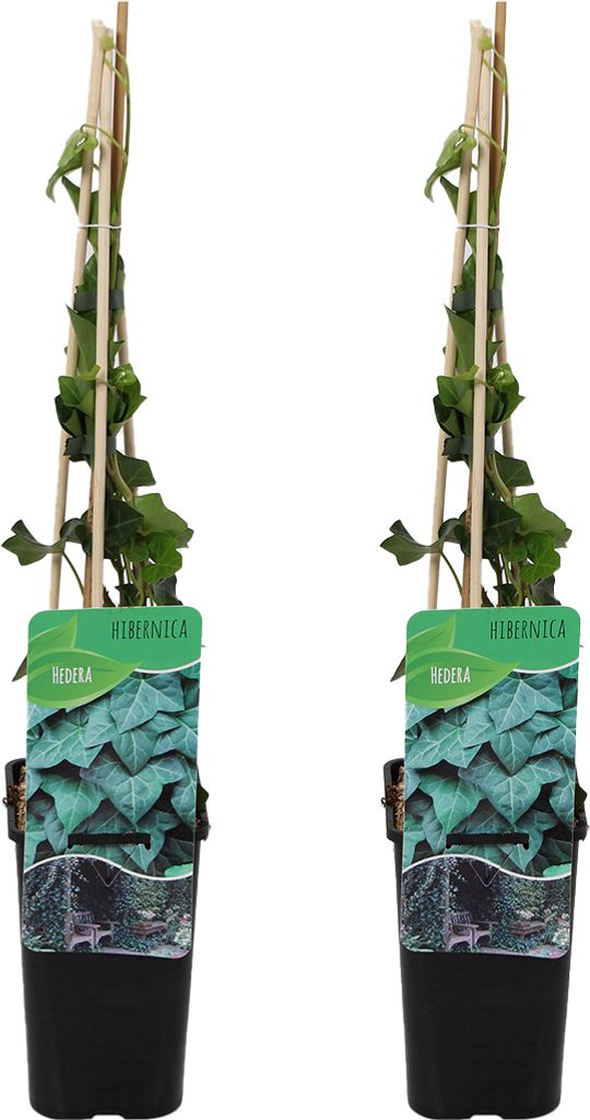Bloomique - 2er-Set - Hedera Hibernica - großblättriges Efeu - immergrün - Kletterpflanzen - Gartenpflanzen - winterhart - Topf 15 cm - 70-80 cm...