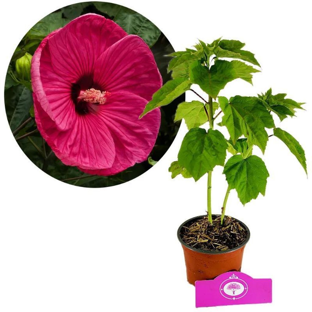 Hibiscus moscheutos « Jazzberry Jam », fleurs rouge Image du produit 