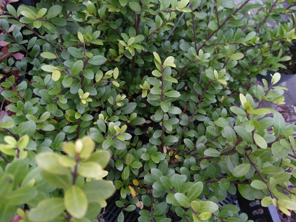 5 Stück Buchsbaumersatz- Berg-Ilex - Ilex crenata Dark Green , immergrün, kleinlaubig, 10-15 cm, Tb 9