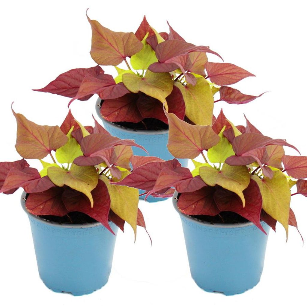 Süßkartoffel – Beet- und Balkonpflanze – Ipomoea batatas – Produktbild 