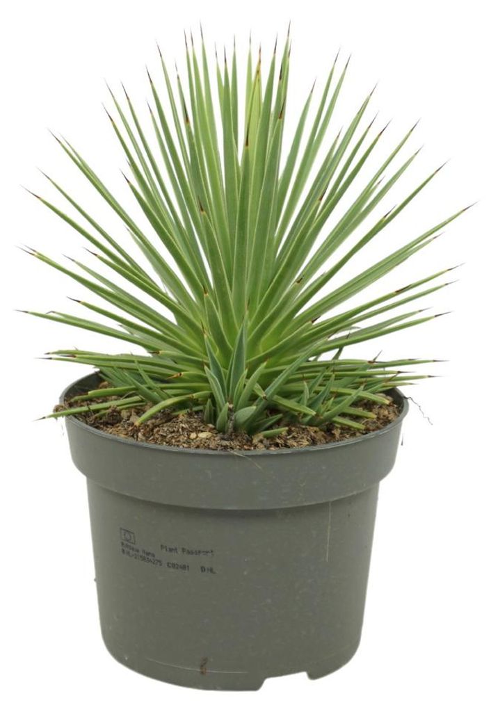 Agave striata var. nana - Stachelsschwein-Agave - 12cm Topf Produktbild 