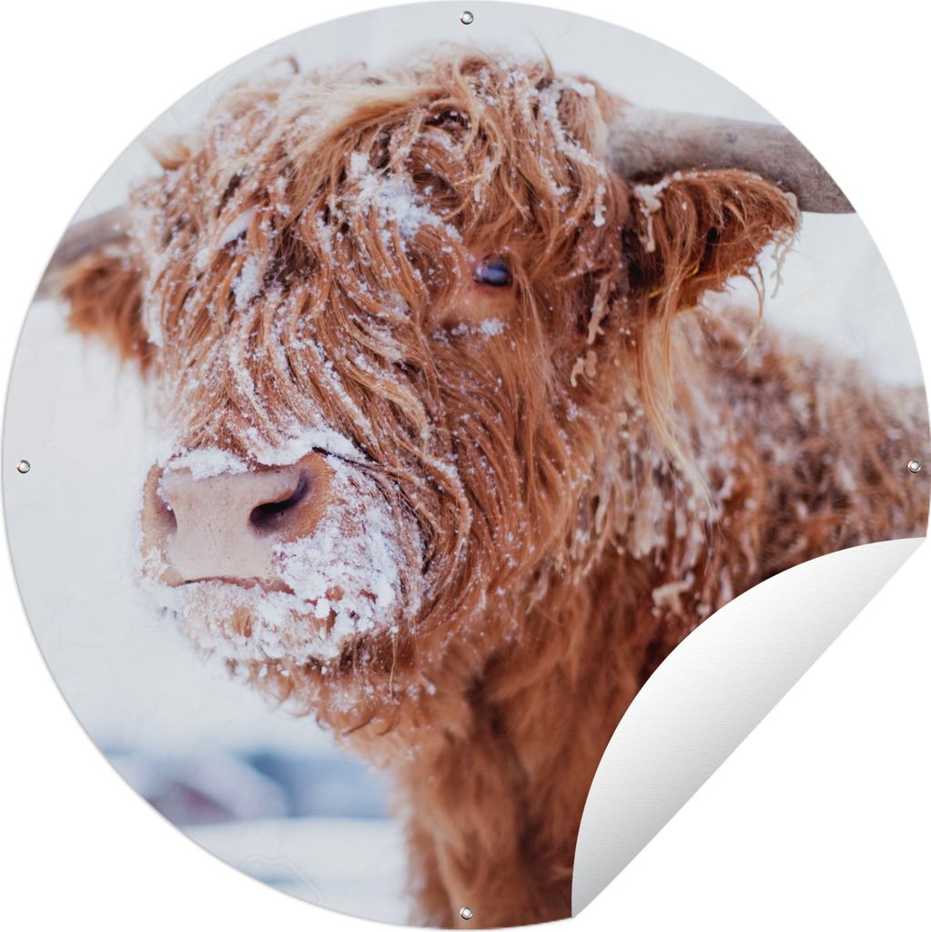 MuchoWow Gartenposter Outdoor-Poster Rund Schottischer Highlander - Schnee - Braun Ø 90 cm Gartendeko Rundes Poster draußen