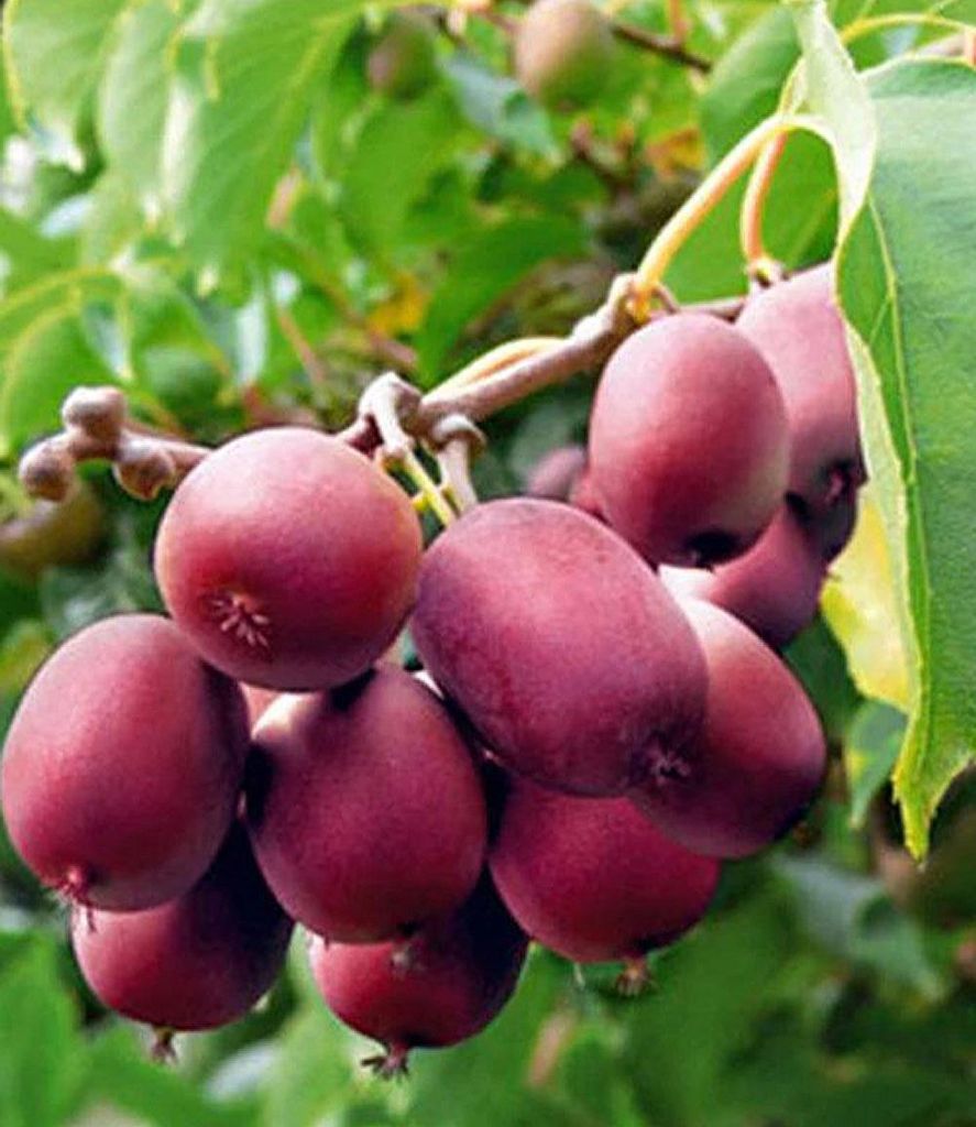 BALDUR Garten 2er Kiwi Ken's Red® (inkl. Befruchter), Produktbild 