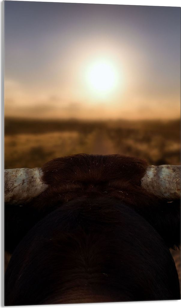 Herdabdeckplatte 30x52 Glaskeramikkochfeld Abdeckung Spritzschutz Glasplatte Deko Schneidebrett, Stier Sonne