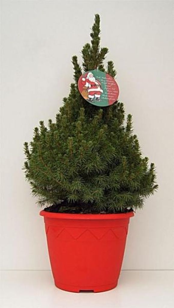 Zuckerhutfichte / Weißfichte im Dekorationstopf und Grußetikett - Picea glauca Conica - 40-50cm
