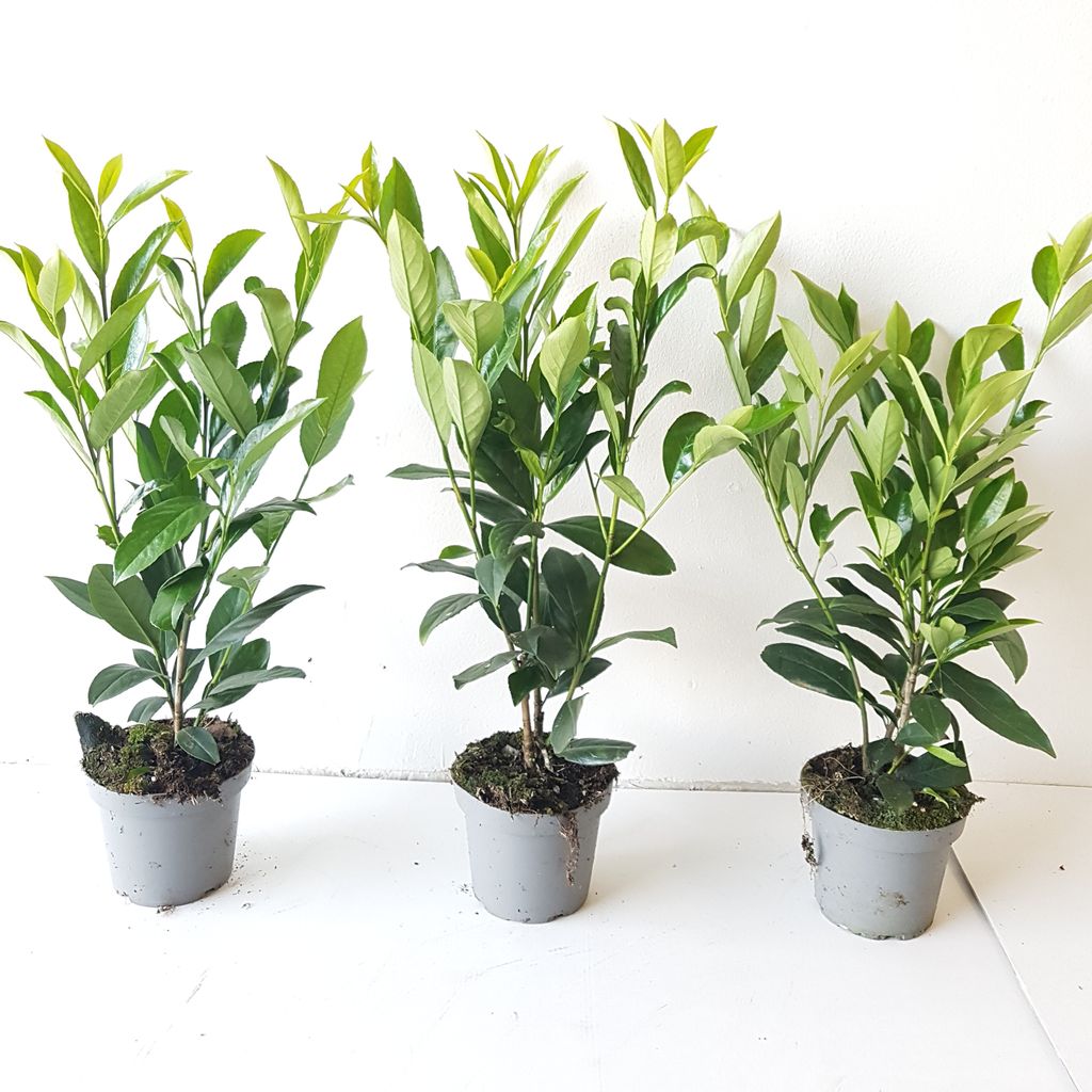 20 Kirschlorbeer-Pflanzen (Höhe: 30-40 cm ab 1,3 Liter Topf gemessen), Prunus laur. Caucasica, Heckenpflanzen
