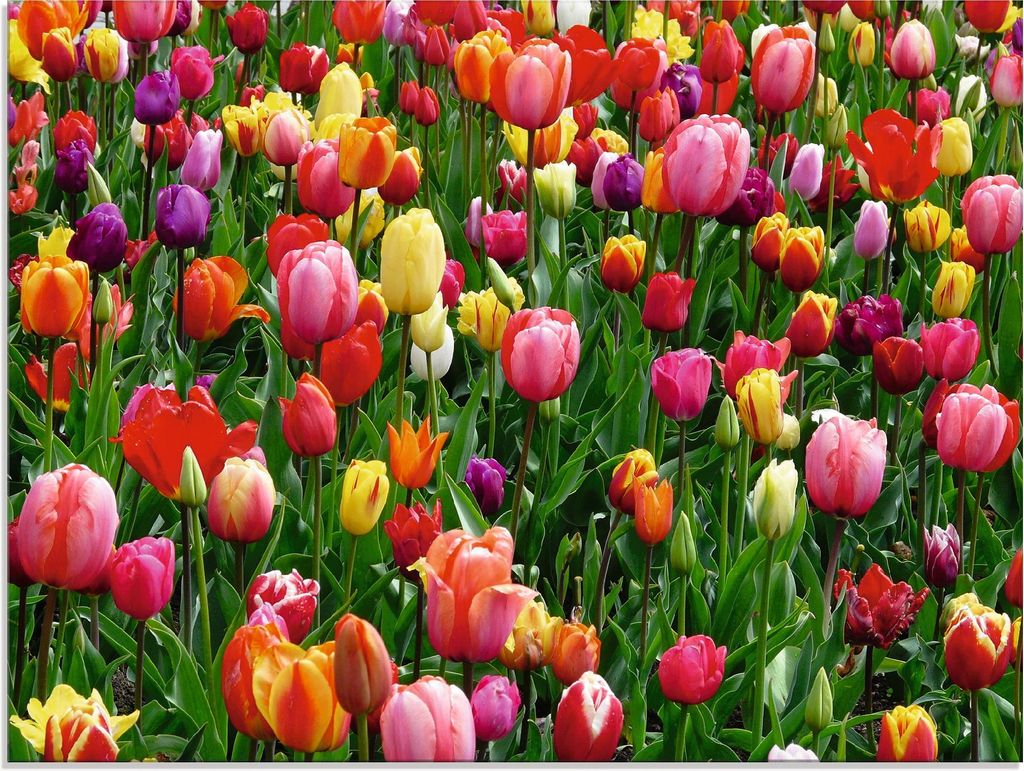 ARTland Glasbild Buntes Tulpenfeld Größe: 60x45 cm