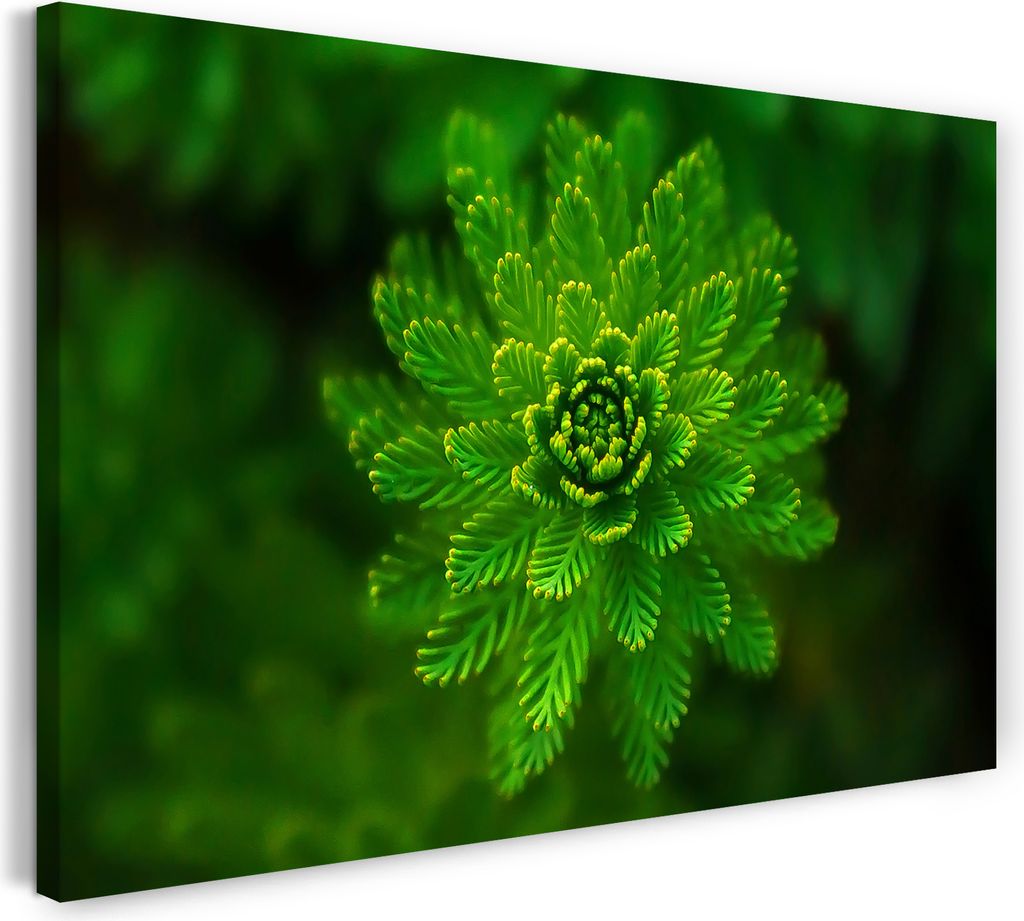 Leinwandbild (120x80cm): Grüne Pflanzenblätter bilden abstrakte Struktur, echter Holz-Keilrahmen inkl. Aufhänger, handgefertigt in Deutschland