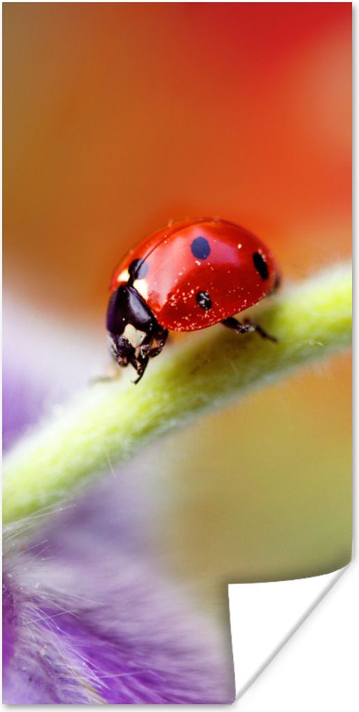 MuchoWow Poster Marienkäfer auf einer lila Blume 20x40 cm - Plakat - Foto