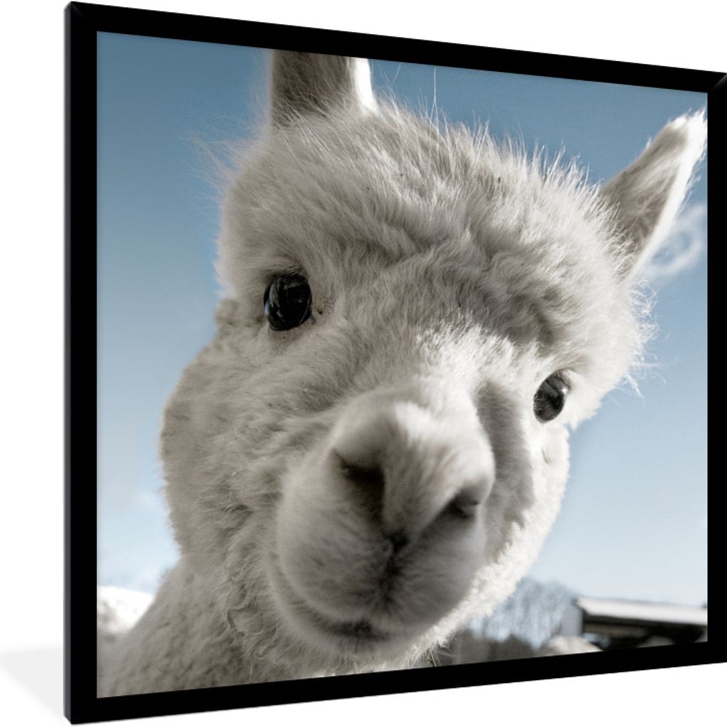 MuchoWow Gerahmtes Poster Alpaka - Tier - Weiß 40x40 cm - Poster mit Schwarzem Bilderrahmen Wandposter Rahmen Foto Bilder - Mit Rahmen - Wanddek...