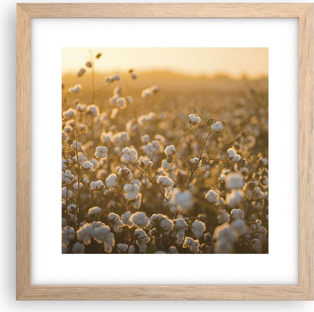 Gerahmtes Poster - Rahmen in heller Eiche - Baumwolle Feld Acker - 30x30 cm - Wand Bild - Wanddeko - Wandbilder - Wandposter - Bilderrahmen - Bilde...