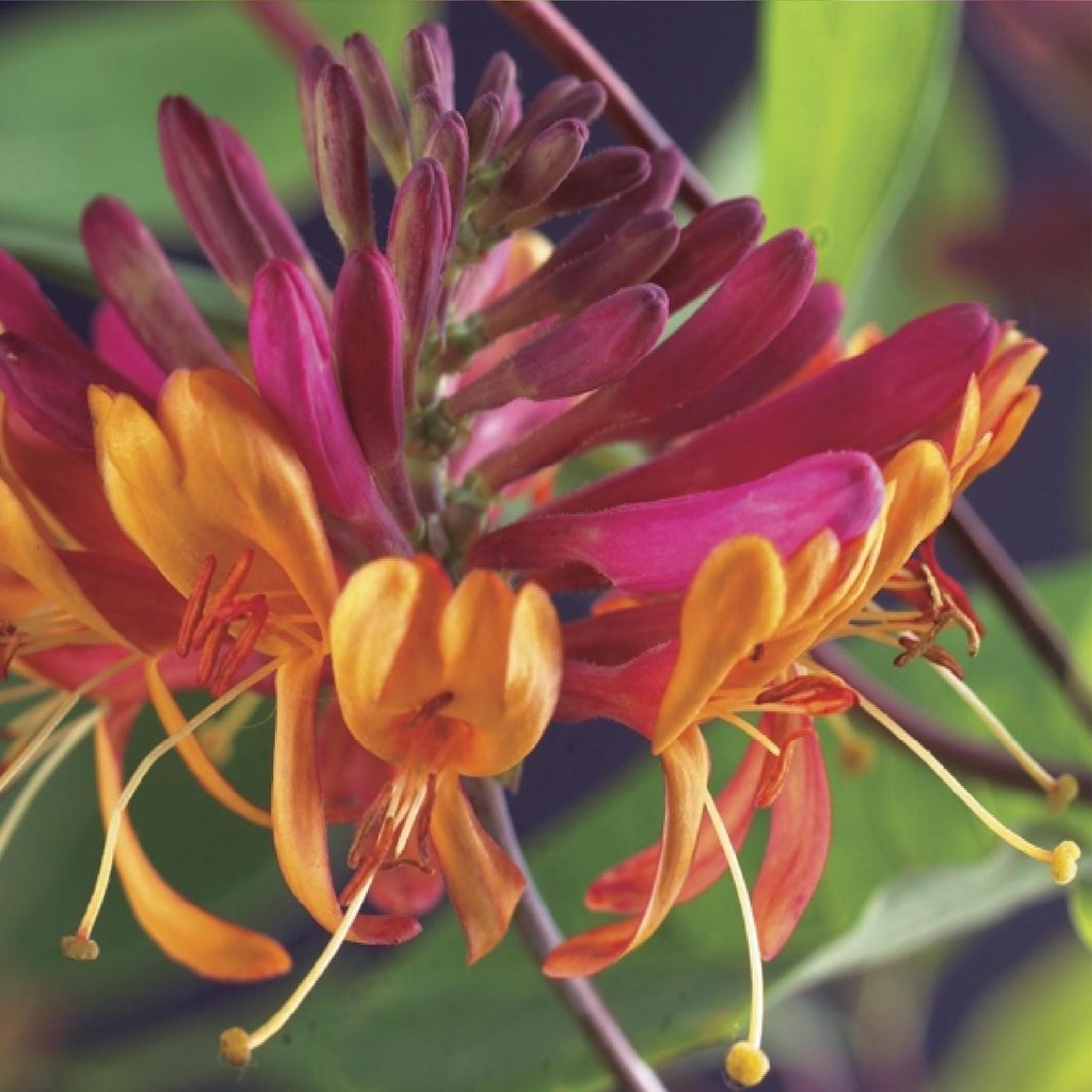 Chèvrefeuille Lonicera heckrottii Goldflame - 2 plants de Image du produit 