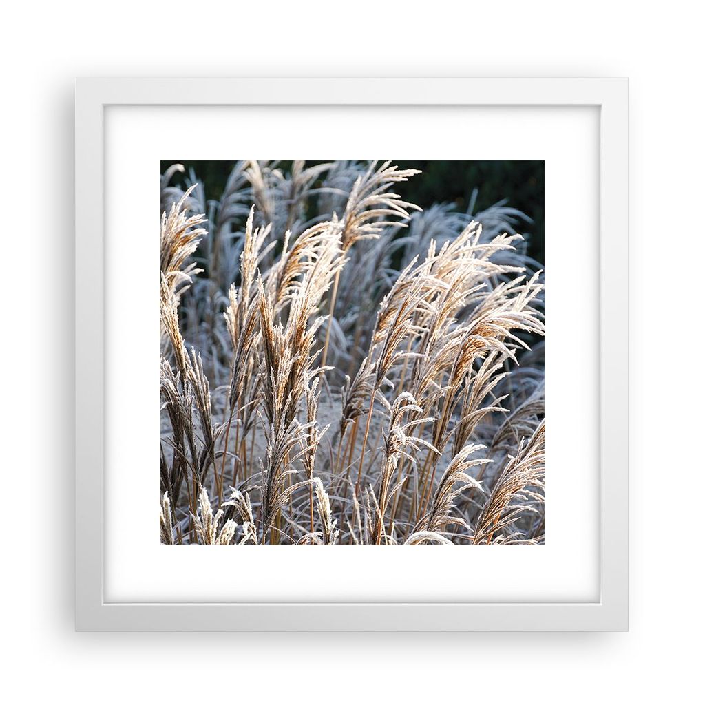 Gerahmtes Poster - Weißer Rahmen - Stock Ähren Boho - 30x30 Produktbild 