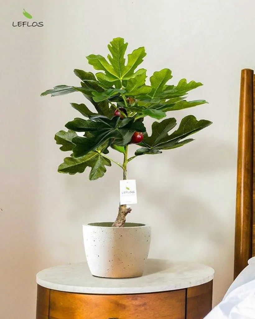 Ficus artificiel de 60 cm en vase blanc - Plante verte déco intérieure