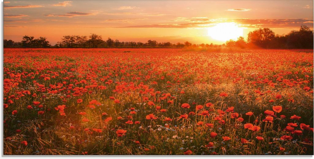 ARTland Glasbild Mohnblumenfeld bei Sonnenuntergang Größe: Produktbild 