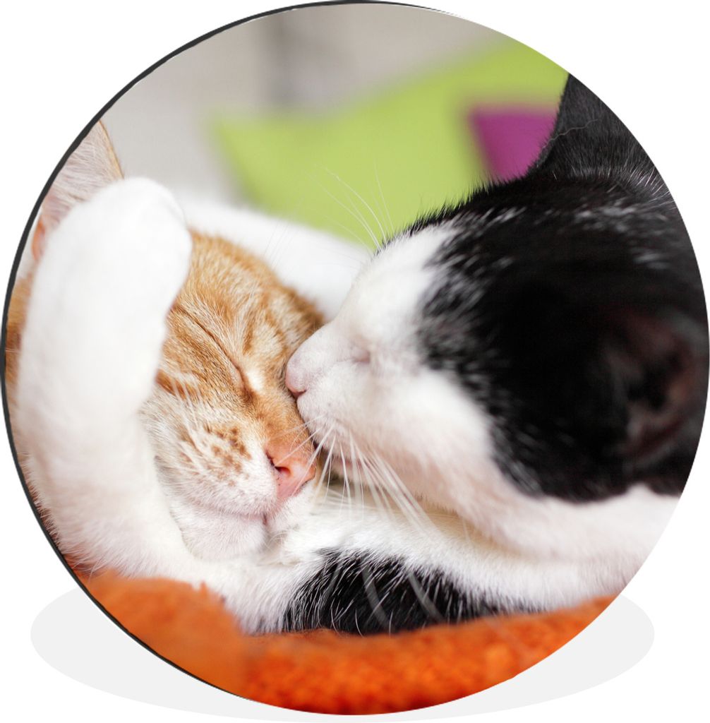 MuchoWow Aluminium Wandkreis Katzen - Kuscheltier - Animal Day Ø 60 cm Wanddeko Modern Wohnzimmer - Wand Kreis - Wandbild - Schlafzimmer - Alumi...