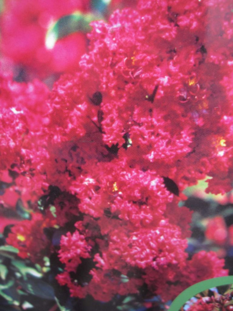 Lagerstroemia indica Dynamite - Chinesische Kräuselmyrte - 40-60cm