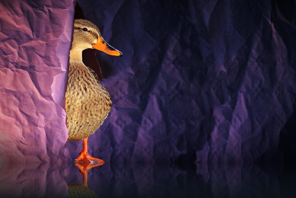 hansepuzzle 28693 - Ente Puzzle, 2000 Teile, Tierwelt, 90,0 x 60,0cm mit hochwertiger Aufbewahrung, Kartonbox und wiederverschließbarem Beutel