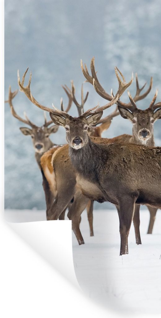 MuchoWow Wandtattoo Wandsticker Wandaufkleber Hirsche - Tiere - Schnee - Winter - Landschaft - Natur 40x80 cm Selbstklebend und Repositionierbar ...