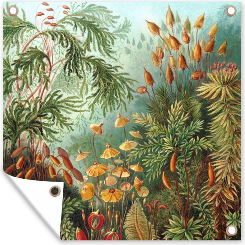 MuchoWow 50x50 cm Outdoor-Poster Gartendeko Sichtschutz Garten Poster für den Garten Muscinae - Ernst Haeckel - Pflanzen