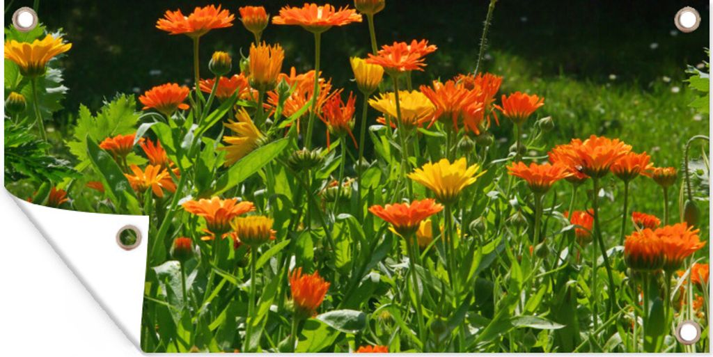 MuchoWow 80x40 cm Outdoor-Poster Gartendeko Sichtschutz Garten Poster für den Garten Feld voller Ringelblumen